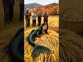 A mermaid crawled out of the rice field #AutumnHarvest#The wheat is ripe#Mermaid #2D Autumn Picture