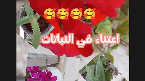 كيف بعتني في النباتات 💥💥 Dana star ⭐⭐