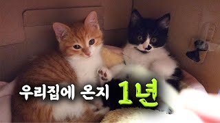 굶어서 살가죽이 잡히지 않던 아깽이..우리집에 온지 1년이 되었어요. #고양이 #고양이입양 #냥줍 #냥택