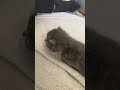 #kitten #kittens #cat #cats #catshorts #fypシ #fypシ゚viral #fyp #foryou #fypage