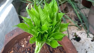 DIY HOW TO GROW SURAN / YAM AT HOME / Hobby Gardening