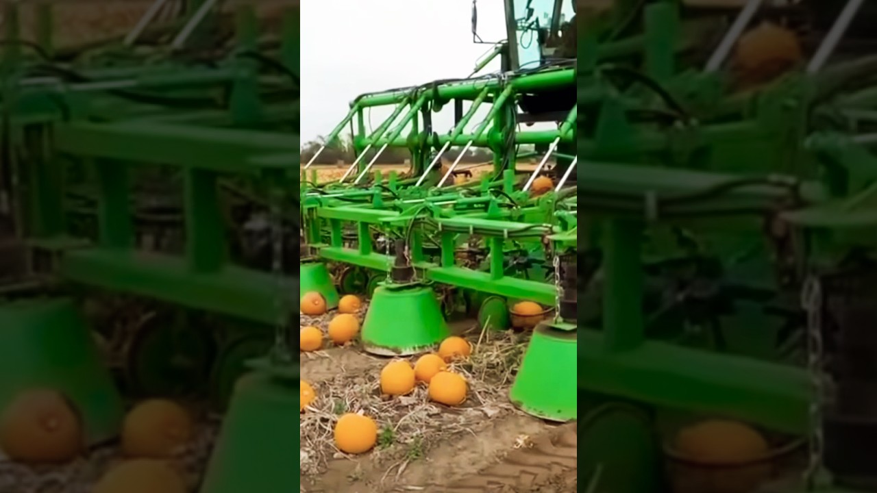 Сбор тыквы 🎃 