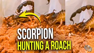 Scorpion Hunting a Roach Inside Its Enclosure