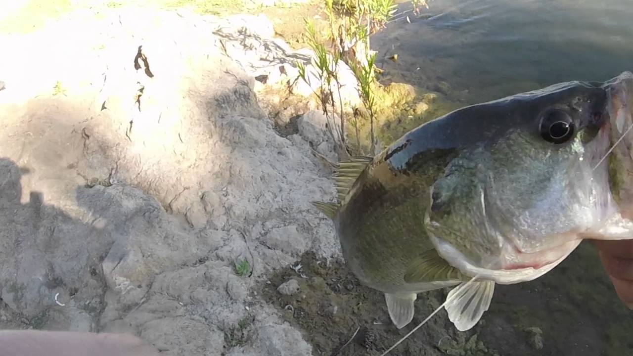 Bass Fishing at Puddingstone Reservoir YouTube