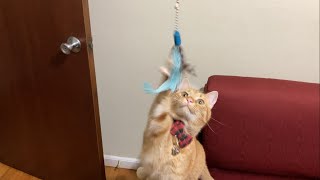 Cute cat believes that he caught a bird. @mrmilosadventures by Mr. Milo's Adventures 127 views 2 months ago 34 seconds