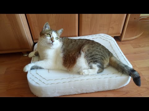 Кошачий диванчик, собранный на ленточные бантики