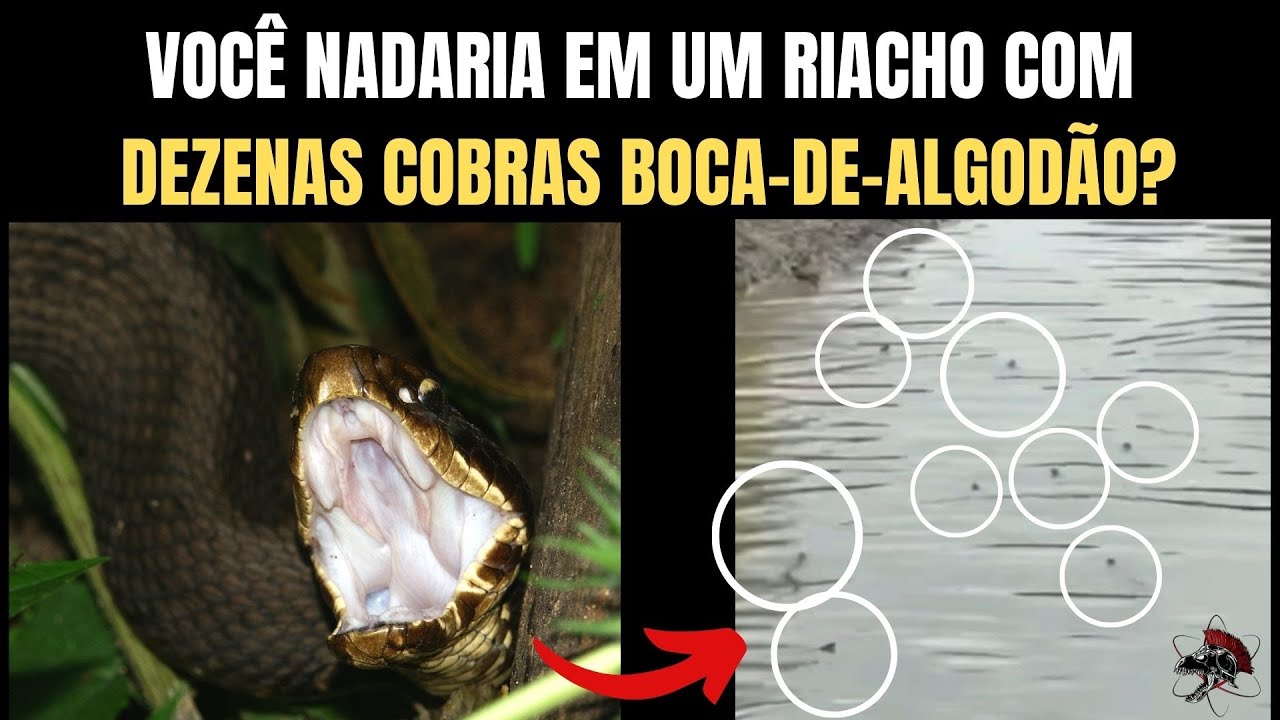 Você nadaria em um riacho com dezenas cobras boca-de-algodão? | Biólogo Henrique