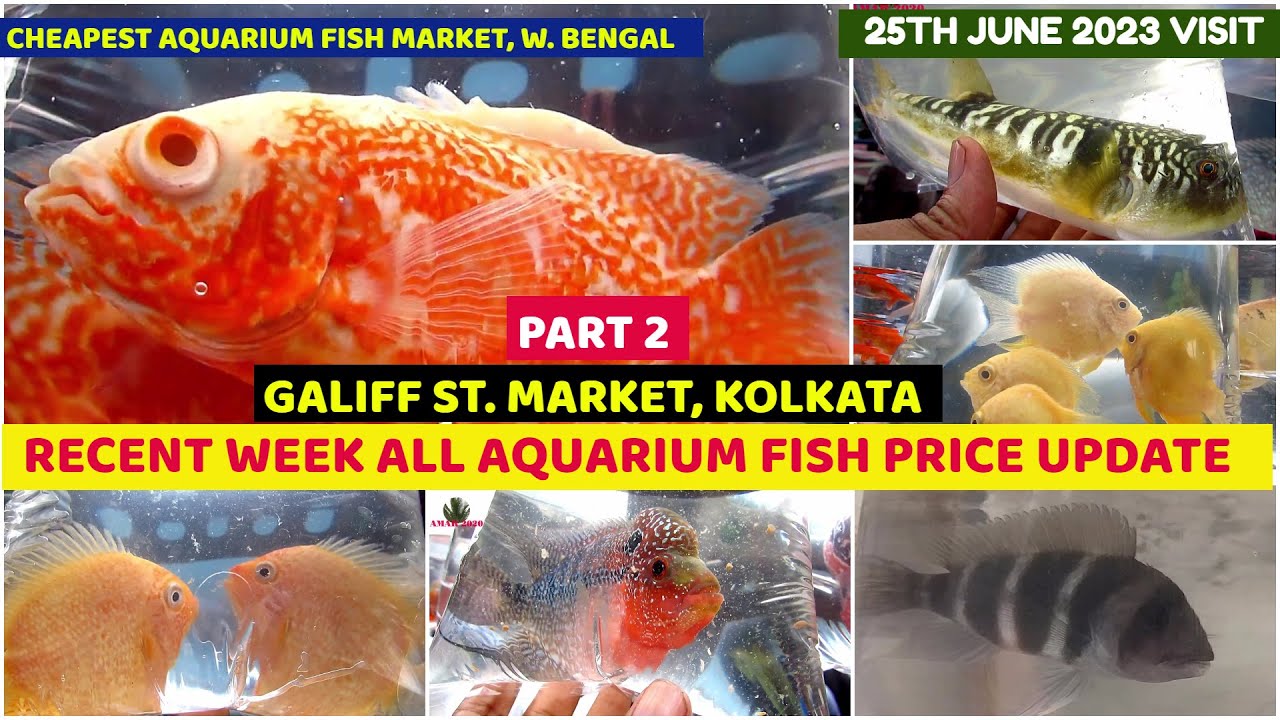 Recent Week Aquarium Fish Price Update Galiff Street Cheapest