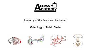 Anatomy of the Pelvis and Perineum 1 - Osteology of the Pelvic Girdle