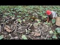 Amazing Catch Fish Raining Season 2020 - Finding & Catch Many Fish Under Mud Hole in Raining Season