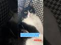 Me quitaron el puesto #humor #gatos #gatoschistosos #gatosgraciosos #chiste #netflix #diversion