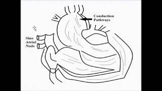 ECG Signal | Basic Concepts | Bioelectric Signals
