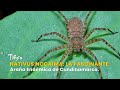 Nativus Nocaima: La fascinante Araña Endémica de Cundinamarca - TvAgro por Juan Gonzalo Angel
