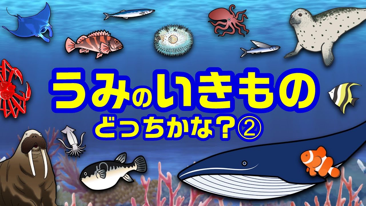 子供が喜ぶ水族館 海の生き物どっちかな お魚さんたちが大集合 さかなの名前クイズ クジラ アザラシ ハリセンボン マンタ ふぐ カクレクマノミ 未就学児向け教育 Fish気分はスキューバダイビング Youtube 子供が喜ぶ水族館 海の生き物どっちかな お魚さんたちが大集合 さかなの名前クイズ クジラ アザラシ ハリセンボン マンタ ふぐ カクレクマノミ 未就学児向け教育 Fish気分はスキューバダイビング Youtube