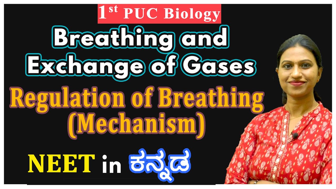 Breathing and Exchange of Gases Class 11 | Regulation of Breathing