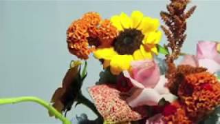 MALIQ & D'Essentials  -  Musim Bunga Official Music Video