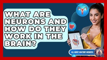What Are Neurons And How Do They Work In The Brain? - All About Anatomy Answers
