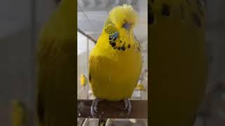 Budgie Beauty l Parrots Breeding Information l