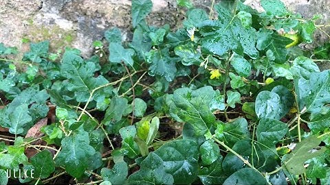 Công dụng chữa bệnh của cây cà gai leo / sống khoẻ tự nhiên