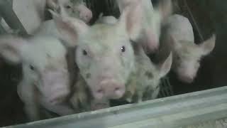 Piglets on milk powder. Sows have a lack of milk.