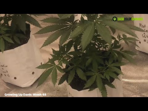 Growing Up Dank Episode 13: 48 Days And Still Growing