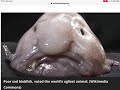 Beautiful Blobfish