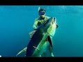 Pesca in apnea Tonno 85 kg a Panama - Pesca submarina atún - Tuna spearfishing ADZHOO