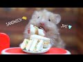 tiny SANDWICH🥪My hamsters' favorite food !｜hamster restaurant