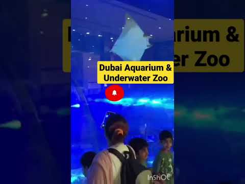 Dubai Aquarium & Underwater Zoo #youtubeshorts #shorts #viralshorts #shortsfeed #dubaimall