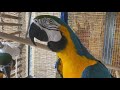 #parrot #animals #education #adorable #felicità #olistico #tvshow #covid19 #adventure #pappagallo ##