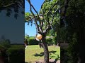 le chien ourson dans le parc du château