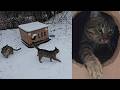 Winter, Snow, Cold… Forest Kittens Hide in Warm Houses to Survive the Harsh Weather ❄️🐾