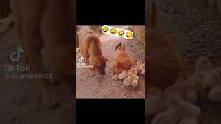 cat and dog #challenge #funny #challenge #funny #trending #trend