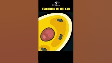 Evolution directly observed