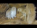 Pallid scops owl fledgelings about to leave the nest שעיר משורטט  条纹 धारीदार  उल्लू بومة مخططة مخططة