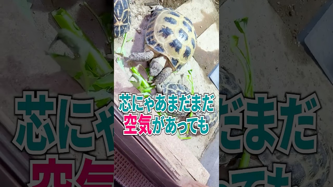 まさかの“絶滅危惧種”を飼育→4年後…… 違反したら“罰金500万円”生物の