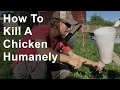 How to Kill a Chicken Humanely (Graphic) How to Kill a Chicken Humanely (Graphic)