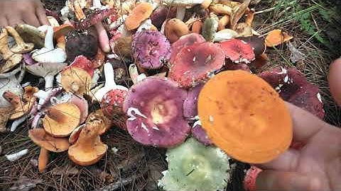 Nhận dạng các loại nấm rừng thông ăn được Đà Lạt