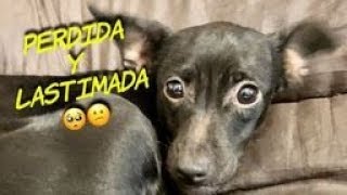 (Chispa), perro abandonado, su Historia, rescate, rehabilitación y adopción, ( helping Injury dog)