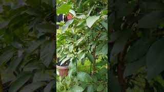 Hawaiian Pink Guava blooming