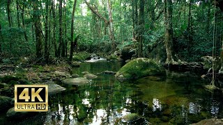 Healing BGM With Babbling Brook Sounds - Best Sounds of Nature in the Tropical Forest, 4K ASMR