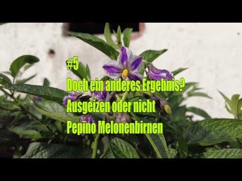 Pepino ausgeizen? Mein Vergleich zeigt mehr Früchte ohne Schnitt