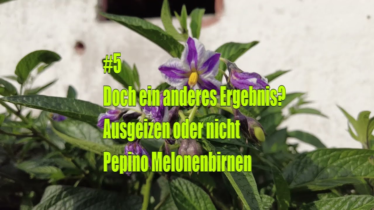 Pepino ausgeizen? Mein Vergleich zeigt mehr Früchte ohne Schnitt