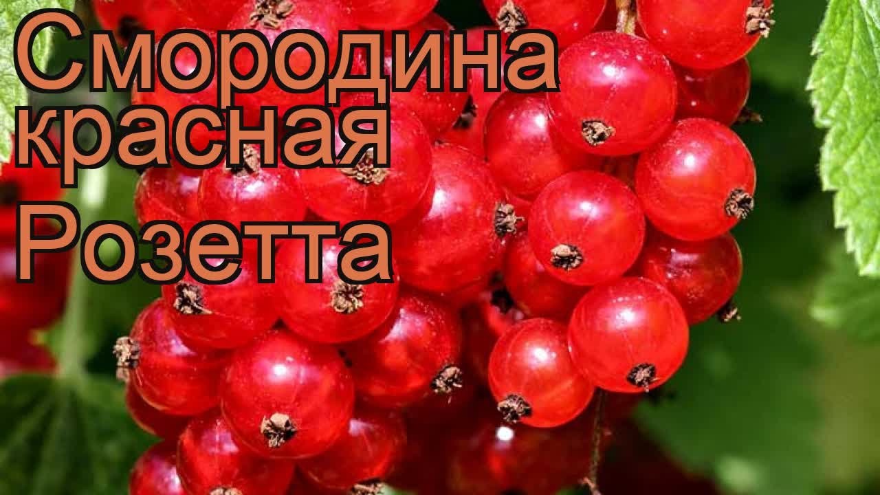 Гф 25 4 1 Смородина Красная Купить