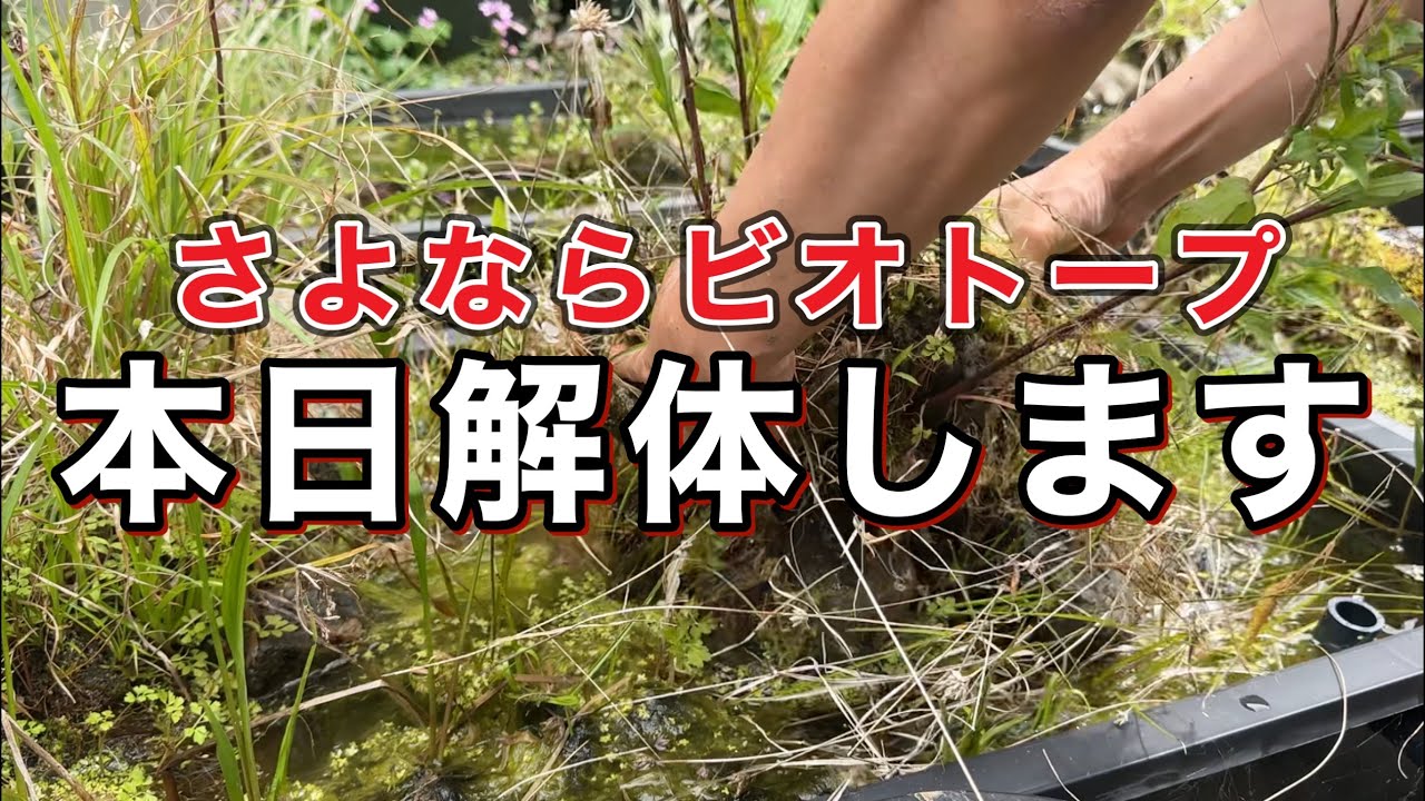 さよなら「私の愛したビオトープ」本日解体します