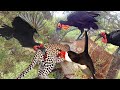 Rare scene! Hornbill-Bird Parents Cooperate To Attack Leopard Madly To Save Baby From Death
