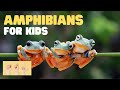 Amphibian Characteristics and Habitats