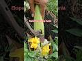 eksperimen to corn #trending #fypシ #fruit #corn #viralvideo