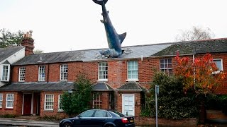 В Оксфорде акула врезалась в крышу жилого дома