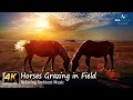 Grazing Horses in 4K - Horses Grazing in Field at Sunset [4K Ultra HD Video]